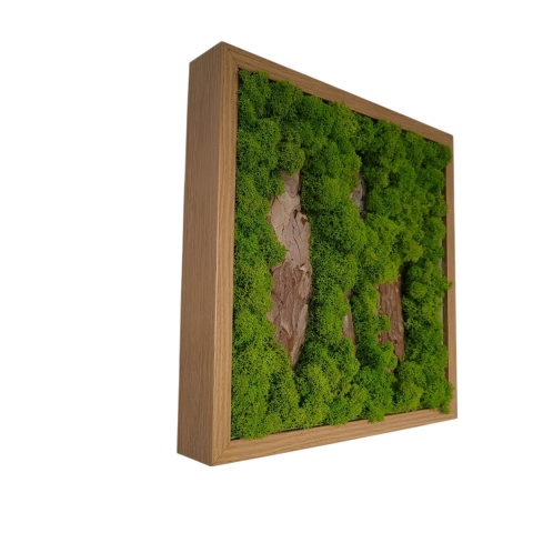 Obraz z chrobotkiem mchem 30x30 cm